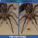 spider hidden difference 1